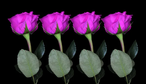 与下面干黑色背景上的四个紫色玫瑰和玫瑰 — 图库照片