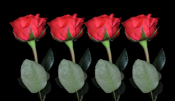 Růže pozadí — Stock fotografie