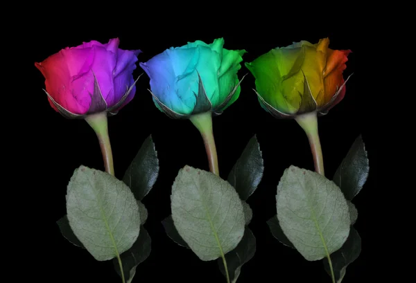 彩虹玫瑰 — 图库照片
