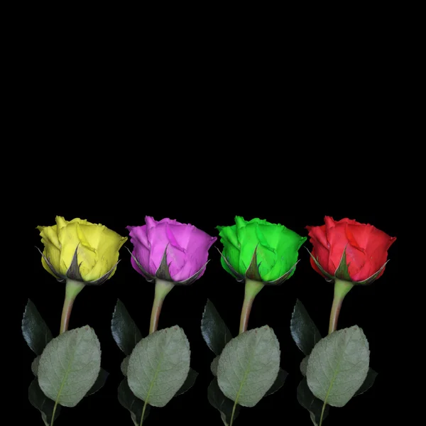 Разноцветные Розы Изолированы Черном Фоне Стеблем Внизу — стоковое фото