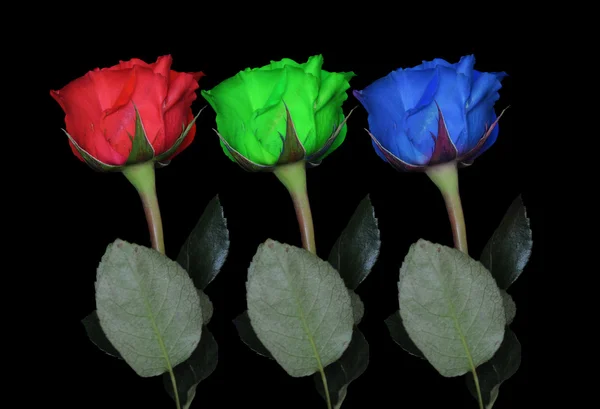 Красный Зеленый Синий Цвета Розы Изолированы Черном Фоне Стеблем Ниже — стоковое фото