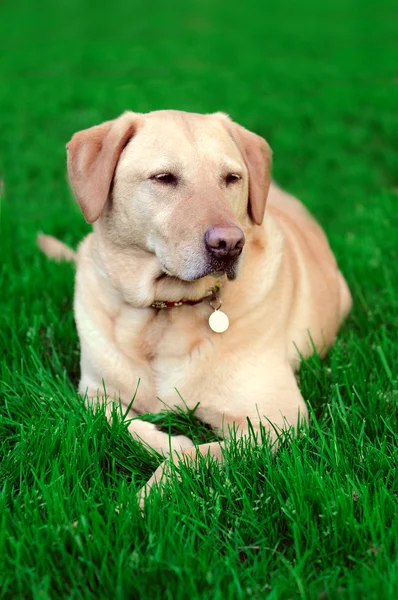 Golden yellow lab laying on green vibrant grass. What a cute, rested, dog.