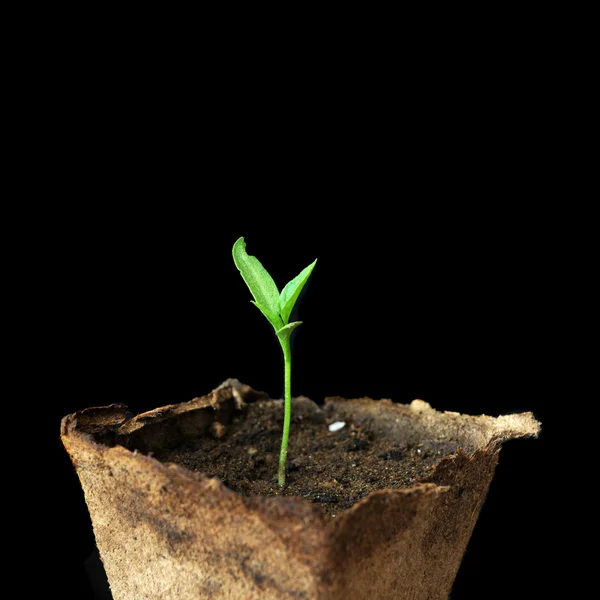 Very Small Green Plant Little Leafs Sprouting Isolated Black Background — Stock Photo, Image