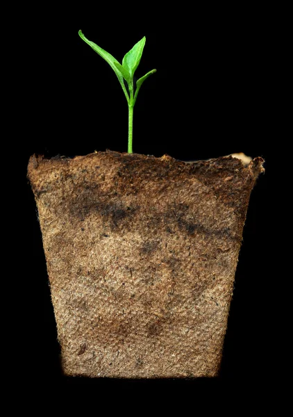 Πολύ Μικρό Πράσινο Φυτό Λίγα Φύλλα Βλαστάνοντας Απομονώνονται Μαύρο Φόντο — Φωτογραφία Αρχείου