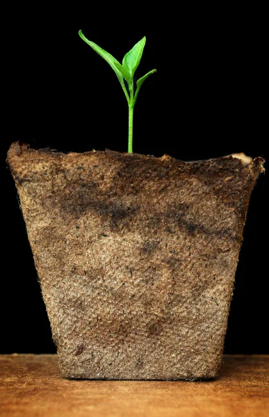Kleine groeiende plant in pot — Stockfoto