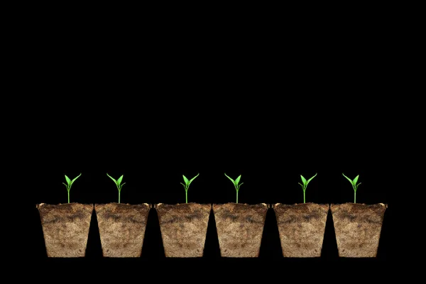Küçük Küçük Yeşil Bitki Çimlenme Yapraklar Siyah Arka Plan Üzerine — Stok fotoğraf