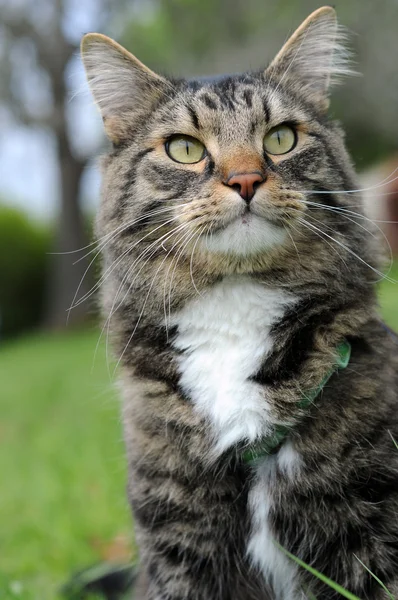 Neugierige Maine-Coon-Katze — Stockfoto