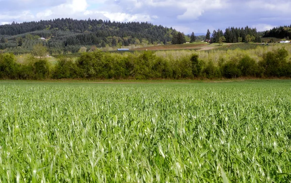 Agriculture Field — Stock Photo, Image