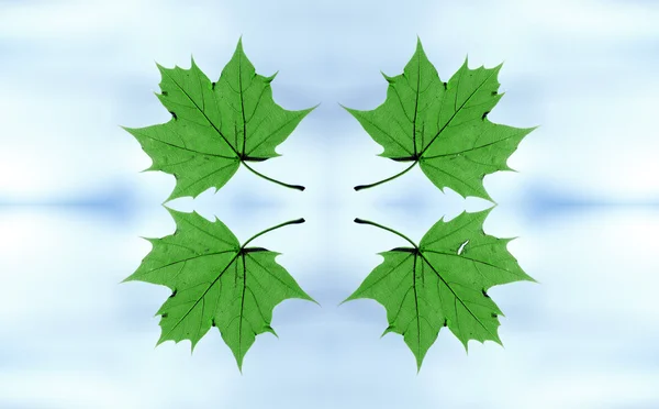Closeup Green Leaf Tree Flying Sky — Stock Photo, Image