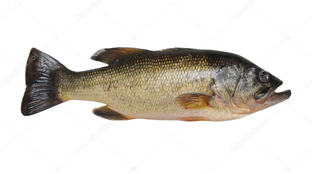 A largemouth bass fish isolated on a pure white background.