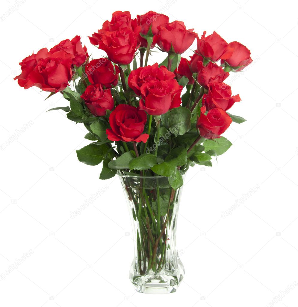 Two dozen red roses isolated on white background with the green stems in a large glass vase with water. Copyspace on all four sides.