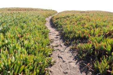 Ice Plant Field with Dirt Pathway clipart