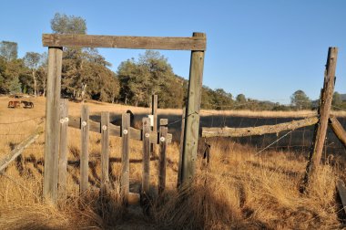 A worn down fence gate with a wheat field behind it. clipart