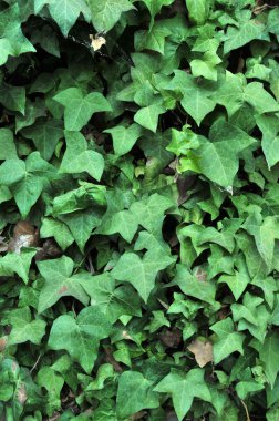 Green English Ivy leafs growing all over an adobe brick wall. clipart