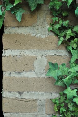 Green English Ivy leafs growing all over an adobe brick wall. clipart