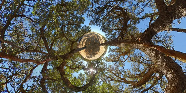Dwa Drzewa Panorama 360 180 Stereograficzny Planety — Zdjęcie stockowe