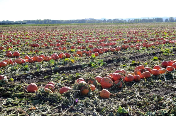 Pumpkin Patch Field — Stock Photo, Image