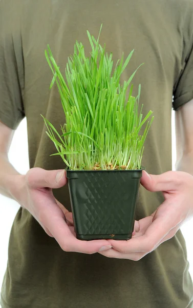 Pair Hands Holding Patch Wheat Grass — Stock Photo, Image
