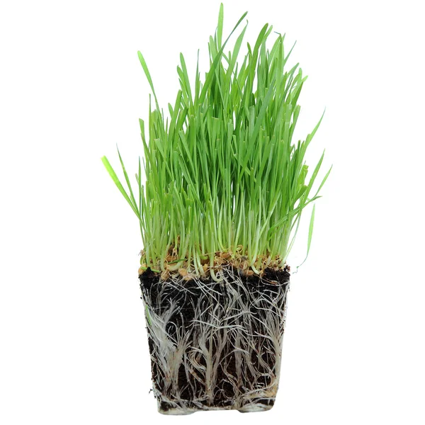 Macro Closeup Wheat Grass Growing Roots Ground Dirt Soil — Stock Photo, Image