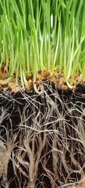 Hierba que crece a partir de raíces — Foto de Stock