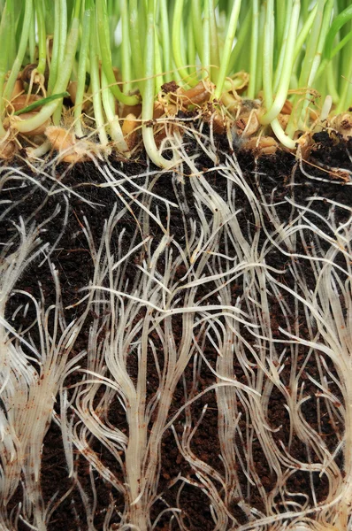 Hierba que crece a partir de raíces —  Fotos de Stock