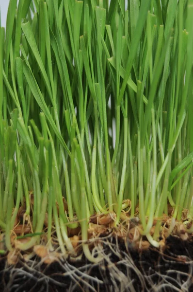 Een Macro Close Van Tarwe Gras Groeien Van Wortels Grond — Stockfoto