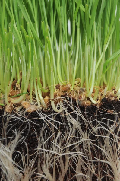 小麦草汚れや土壌の地面の根から成長のマクロのクローズ アップ — ストック写真