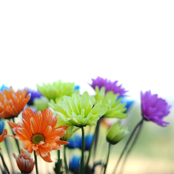 Kwiaty daisy wielobarwny — Zdjęcie stockowe