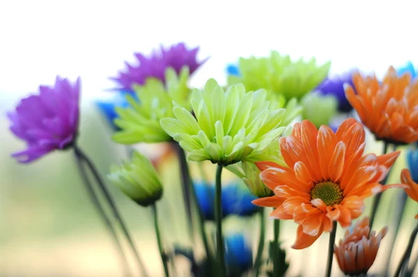 Ein Strauß Bunter Gänseblümchenblümchen Der Einer Vase Steht Dieses Bild — Stockfoto