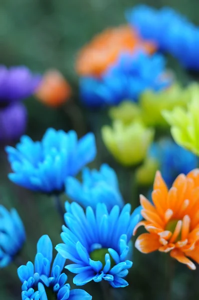 Multicolored Daisy Flowers — Stock Photo, Image