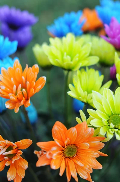 Bunch Multicolored Daisy Flowers Standing Vase Image Makes Good Background — Stock Photo, Image