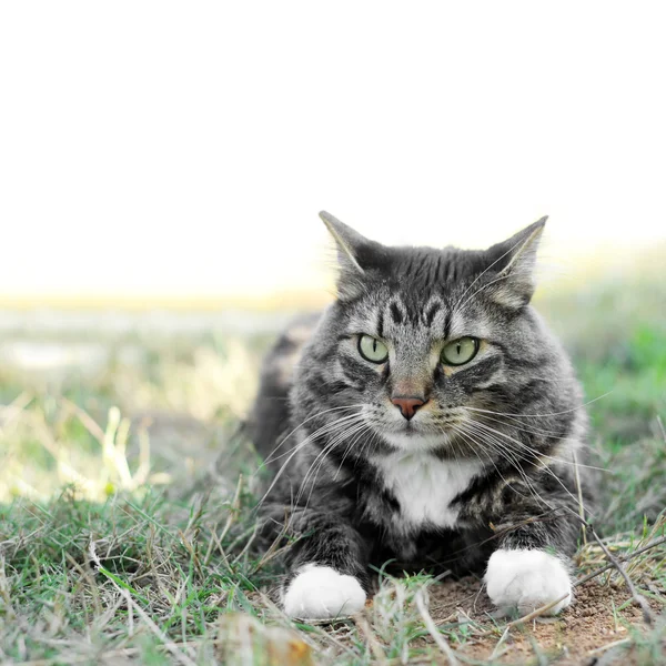 缅因浣熊的宠物猫外面的草地上 — 图库照片