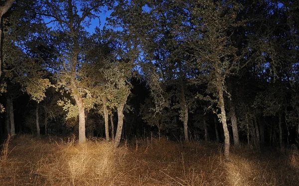 Bois d'arbres forestiers Peinture légère la nuit — Photo