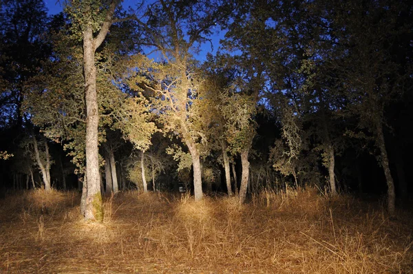 Las drzewa lasy malarstwo światła w nocy — Zdjęcie stockowe