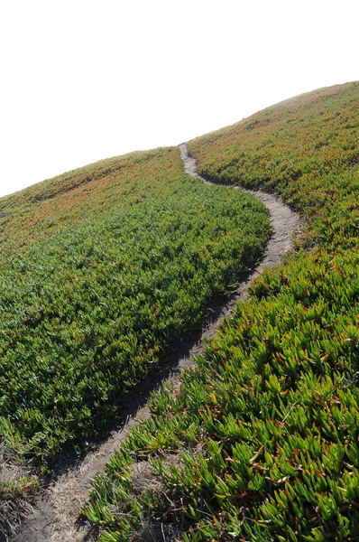 Schmaler Feldweg Der Durch Grüne Eispflanze Den Horizont Führt Mit — Stockfoto