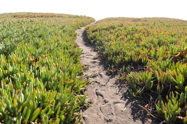 Stock image Ice Plant Field with Dirt Pathway