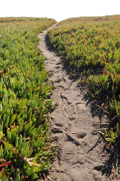 stock image Ice Plant Field with Dirt Pathway