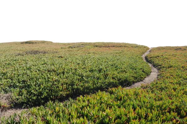 stock image Dirt Pathway Leading onto Horizon