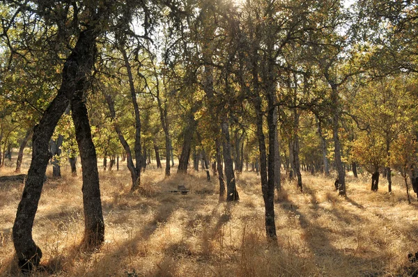 Деревья Сухой Желтой Траве Жаркий Летний День Калифорнии — стоковое фото