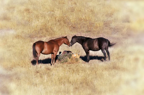 Ett Par Två Hästar Röra Varandra Genom Näsan Vete Fält — Stockfoto