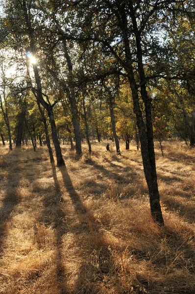 Bomen Droge Gele Gras Een Warme Zomerdag Californië — Stockfoto