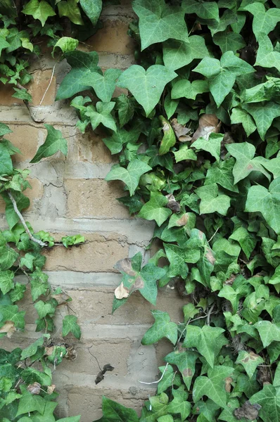 Green English Ivy Leafs Growing All Adobe Brick Wall — Stock Photo, Image