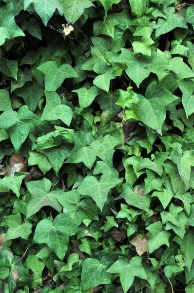 Folhas Verdes Hera Inglesa Crescendo Toda Uma Parede Tijolo Adobe — Fotografia de Stock