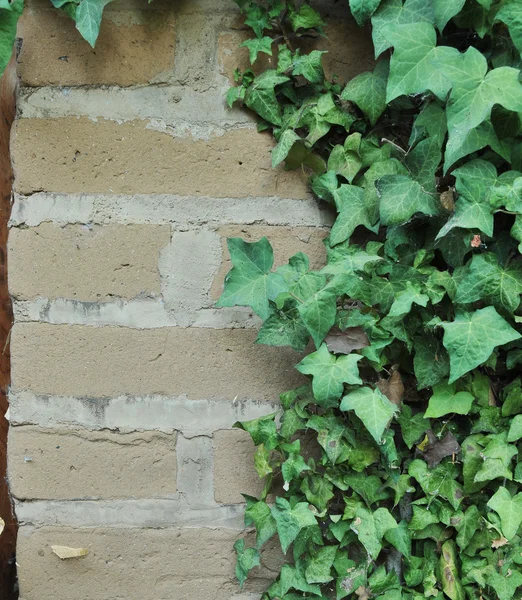 Green English Ivy Leafs Growing All Adobe Brick Wall — Stock Photo, Image