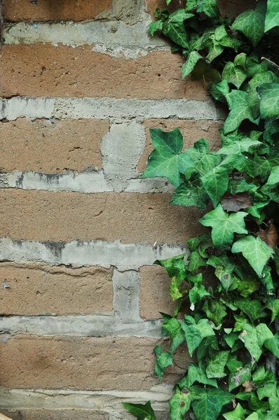 Zielony Bluszcz Liście Rosnące Całej Ściany Cegieł Adobe — Zdjęcie stockowe