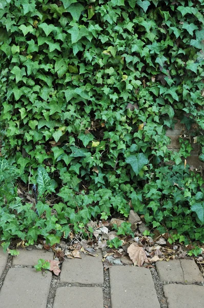Efeu wächst auf einer Lehmziegelmauer — Stockfoto