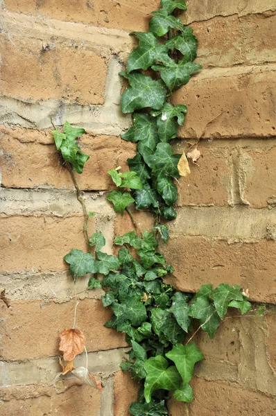 Zielony Bluszcz Liście Rosnące Całego Mur Cegły Adobe Rogu — Zdjęcie stockowe