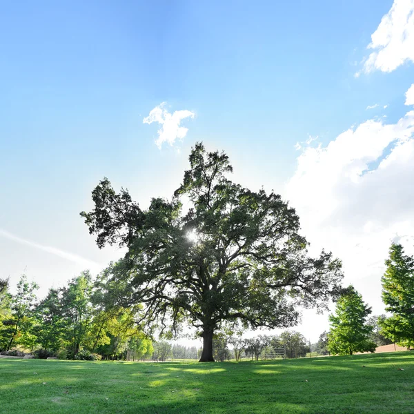 Uma Única Árvore Campo Grama Verde Com Céu Azul Copyspace — Fotografia de Stock