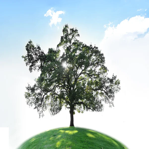 Uma Única Árvore Campo Grama Verde Com Céu Azul Copyspace — Fotografia de Stock