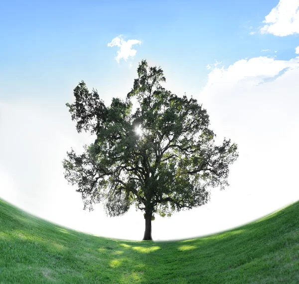 Mavi Gökyüzü Boşaltmak Yukarıda Yeşil Çim Sahada Bir Tek Ağaç — Stok fotoğraf